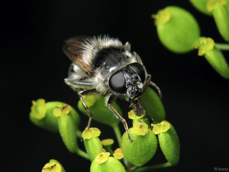 Cheilosia illustrata (Harris, 1780)